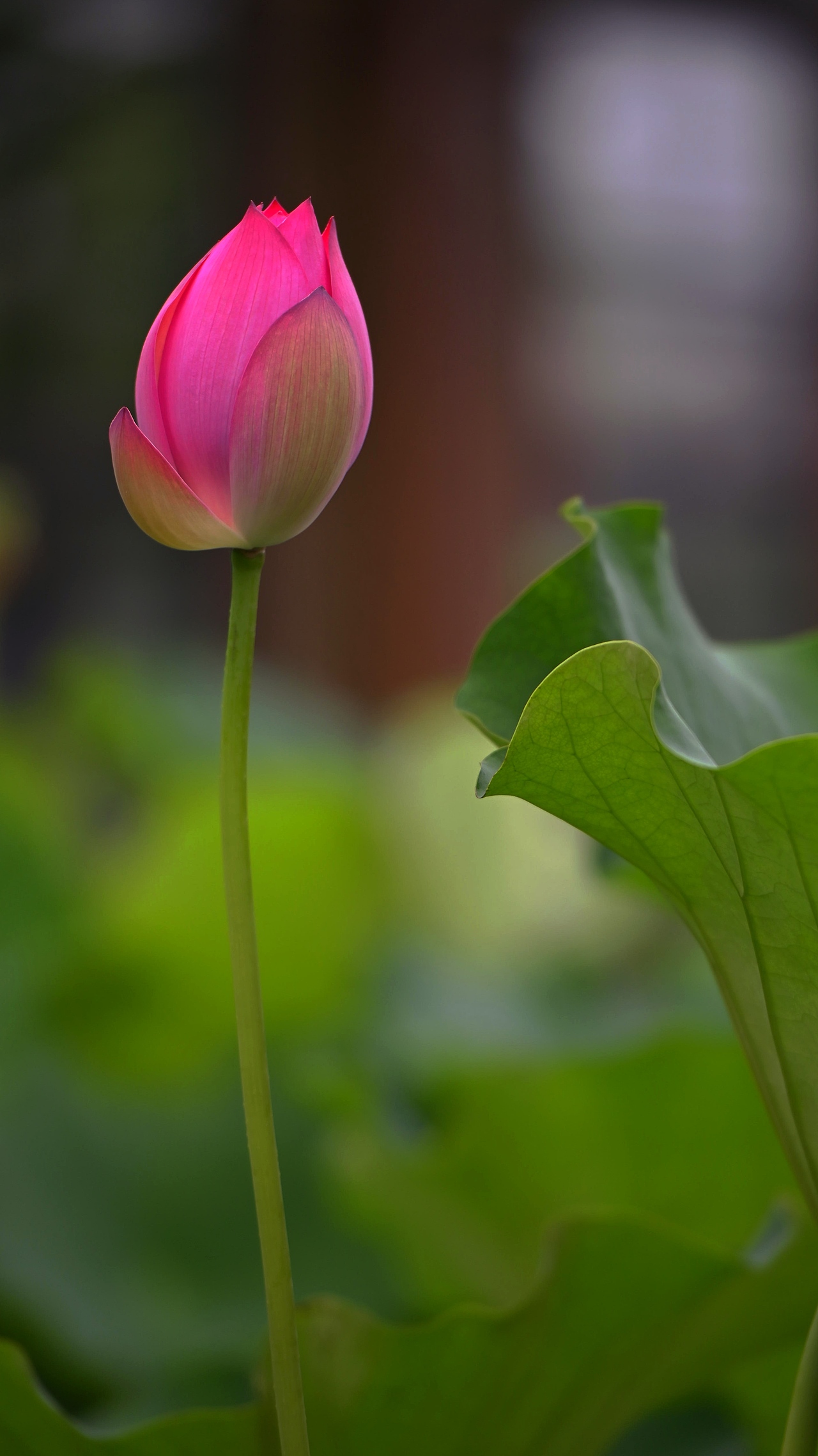 风摇荷叶动,日照莲花红
