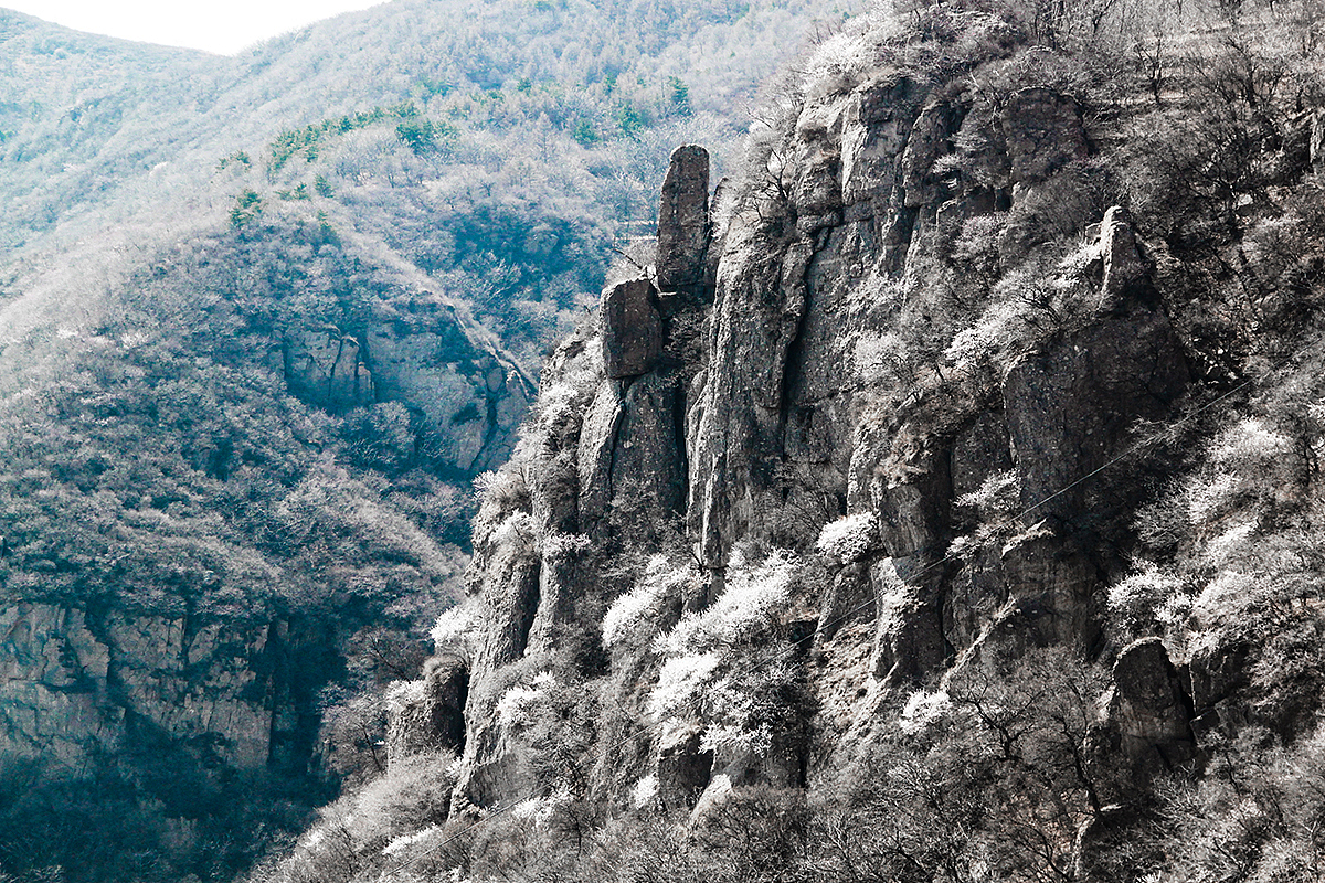 崖壁间的梅花,凤凰岭,北京
