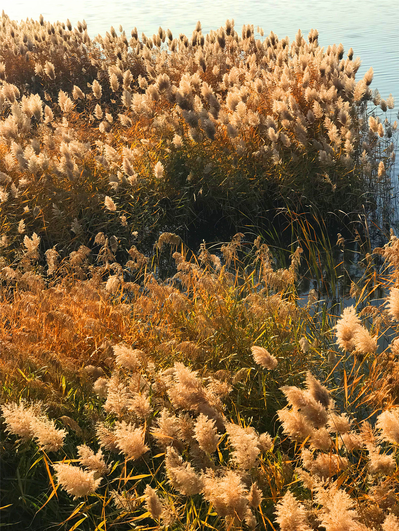 刘勇良手机纪实摄影:金色的芦苇荡