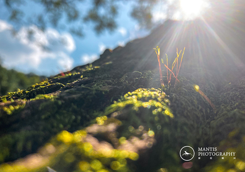 MANTIS 随拍2021（图ZMjgxNjA5NzY4） - 风光摄影 - 站酷设计师aaa62621185原创素材 - 站酷ZCOOL