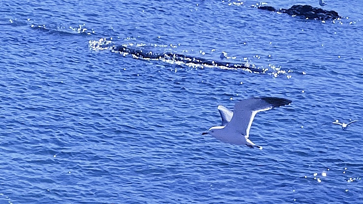 🟦｜向海风许愿在山海相见（图ZMzMyOTYwMjY4） - 风光摄影 - 站酷设计师NIGHT夜色原创素材 - 站酷ZCOOL