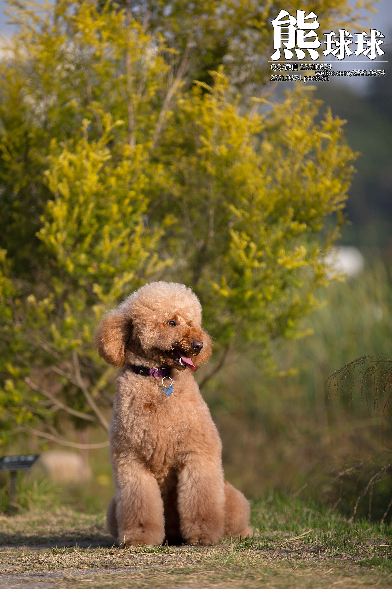 咱家的巨贵酱酱（图ZMjMxOTAwMTI=） - 宠物摄影 - 站酷设计师熊球球原创素材 - 站酷ZCOOL