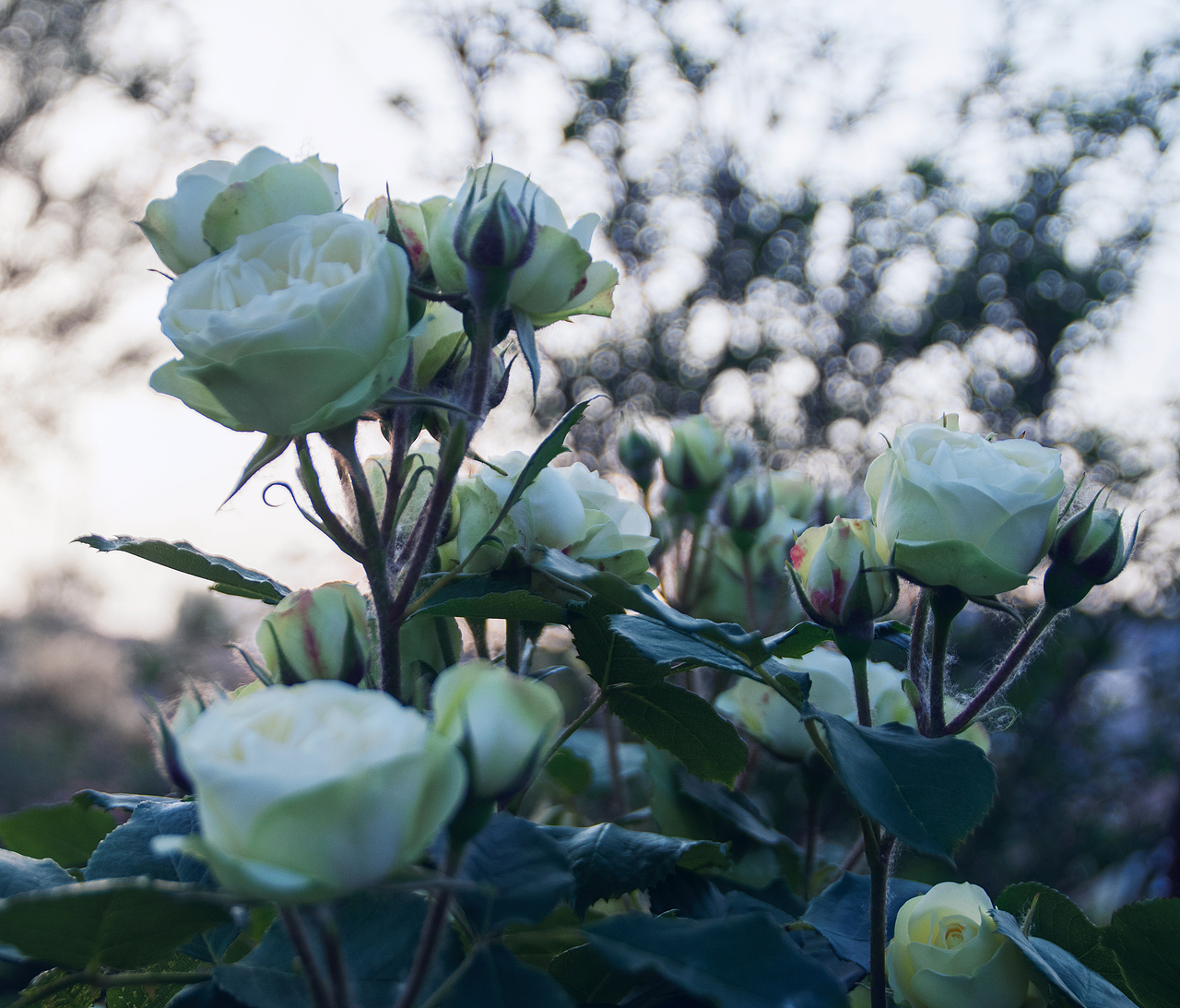晚间的船,开向落日的黄昏。