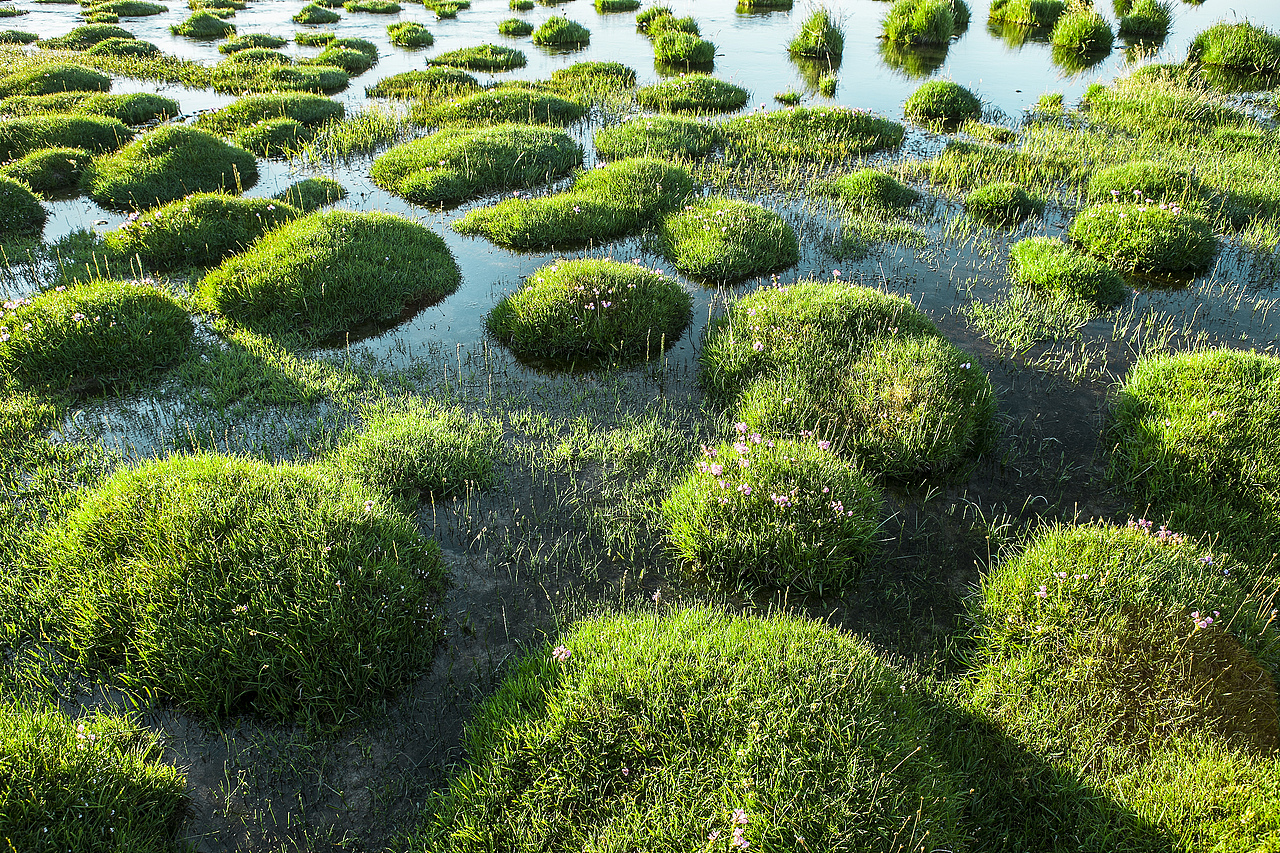 巴音布鲁克湿地（图ZMTcyMjIxNTA0） - 风光摄影 - 站酷设计师新疆摄影家沈久泉原创素材 - 站酷ZCOOL