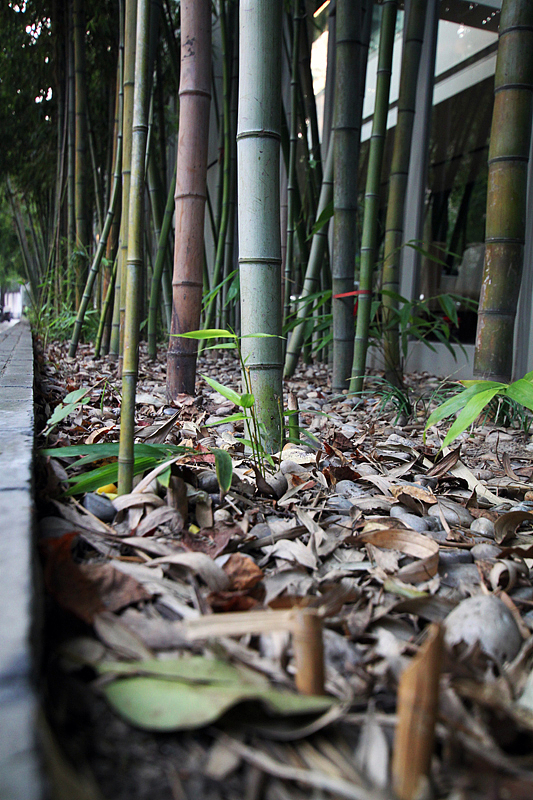 周末扫街二@桃江路