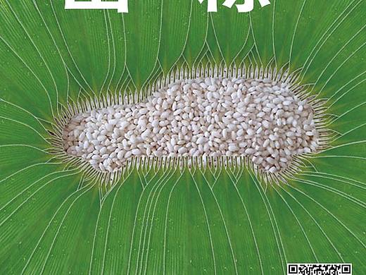 奥迪出行   端午节