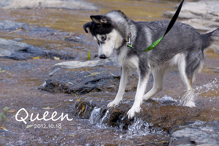 收回之前的话&nbsp;你就是二货一枚&nbsp;一辈子没见过水的二货...