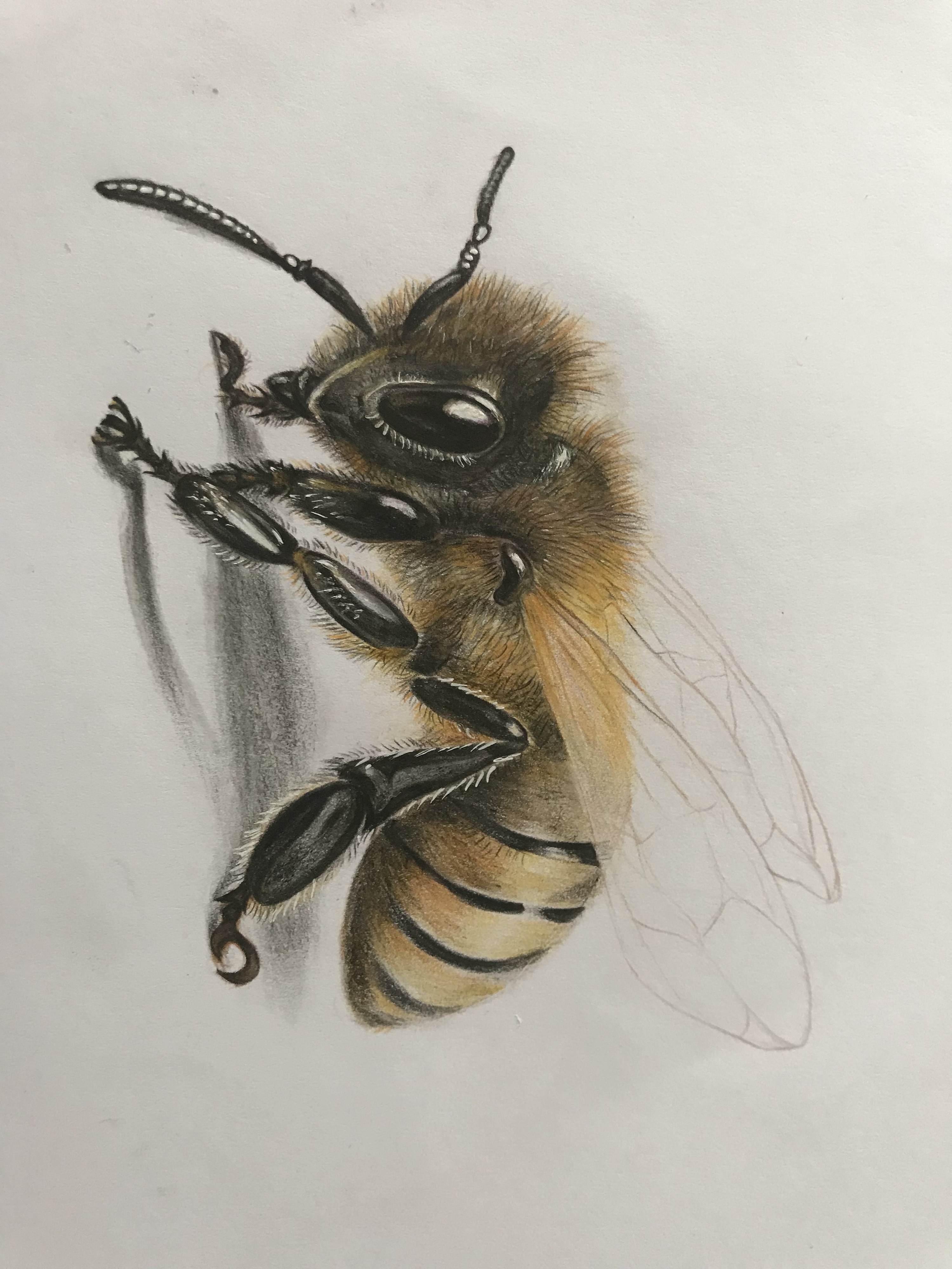 彩铅手绘——小蜜蜂
