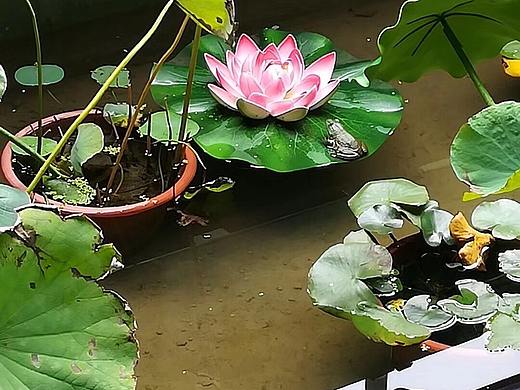 秋荷