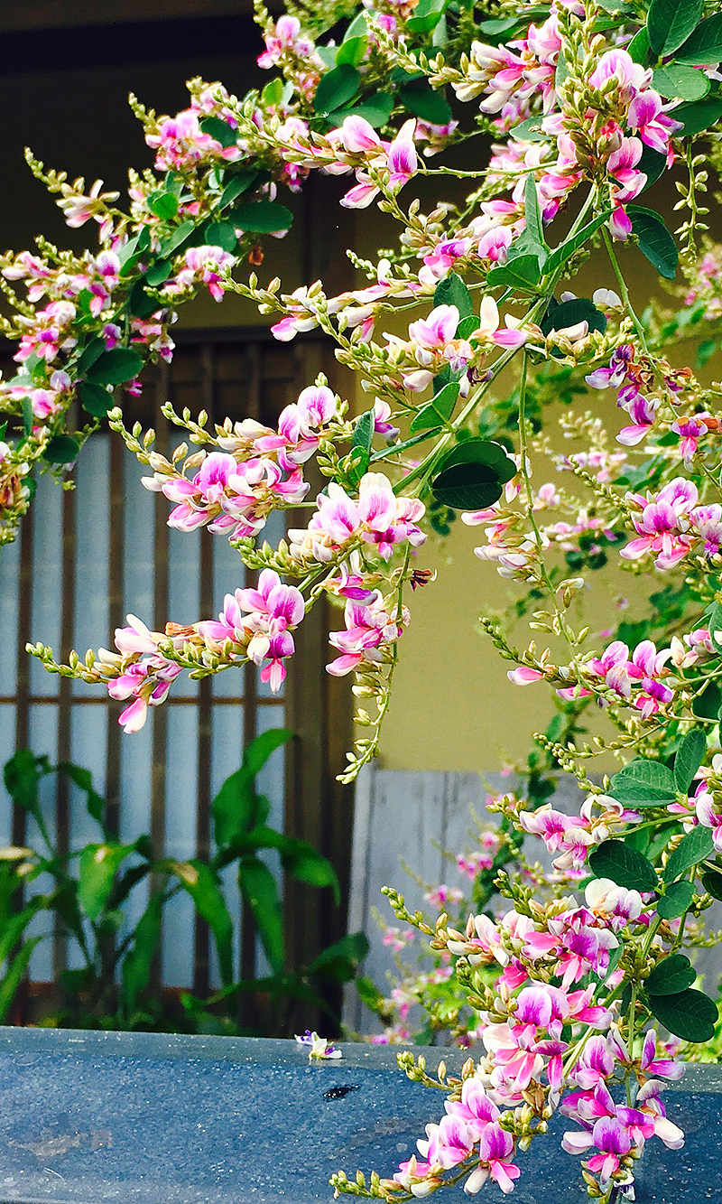 日本之行-手机摄影