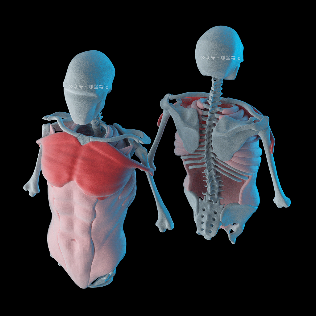 躯干肌肉（图ZMjc2NzY0NjEy） - 人物/生物 - 站酷设计师雕塑笔记原创素材 - 站酷ZCOOL