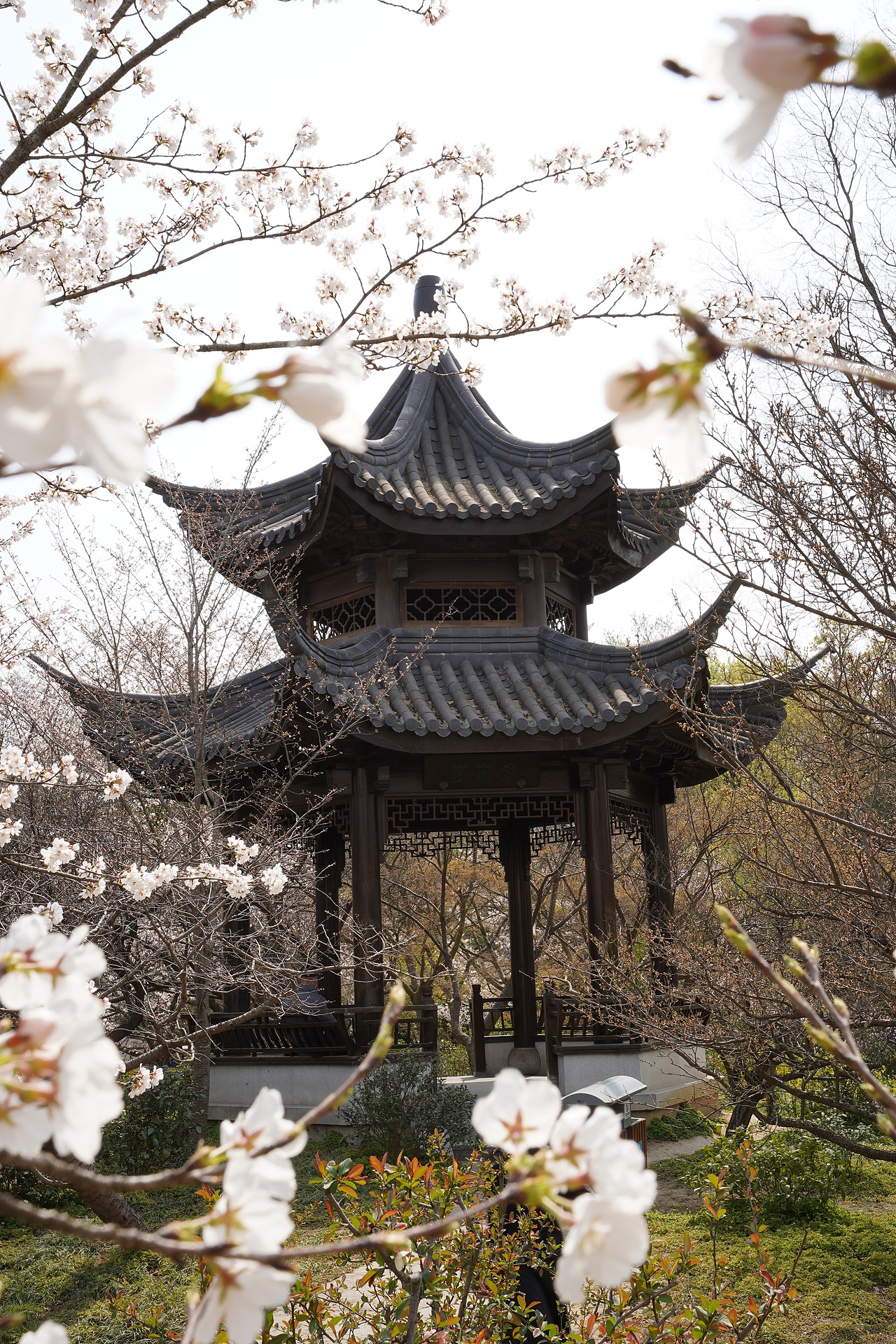 南京明孝陵樱花（图ZMzM0NDA1OTI4） - 风光摄影 - 站酷设计师黑巧ines原创素材 - 站酷ZCOOL