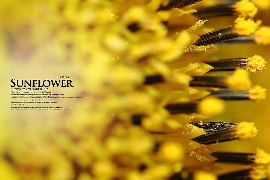 《向日葵的纹样》