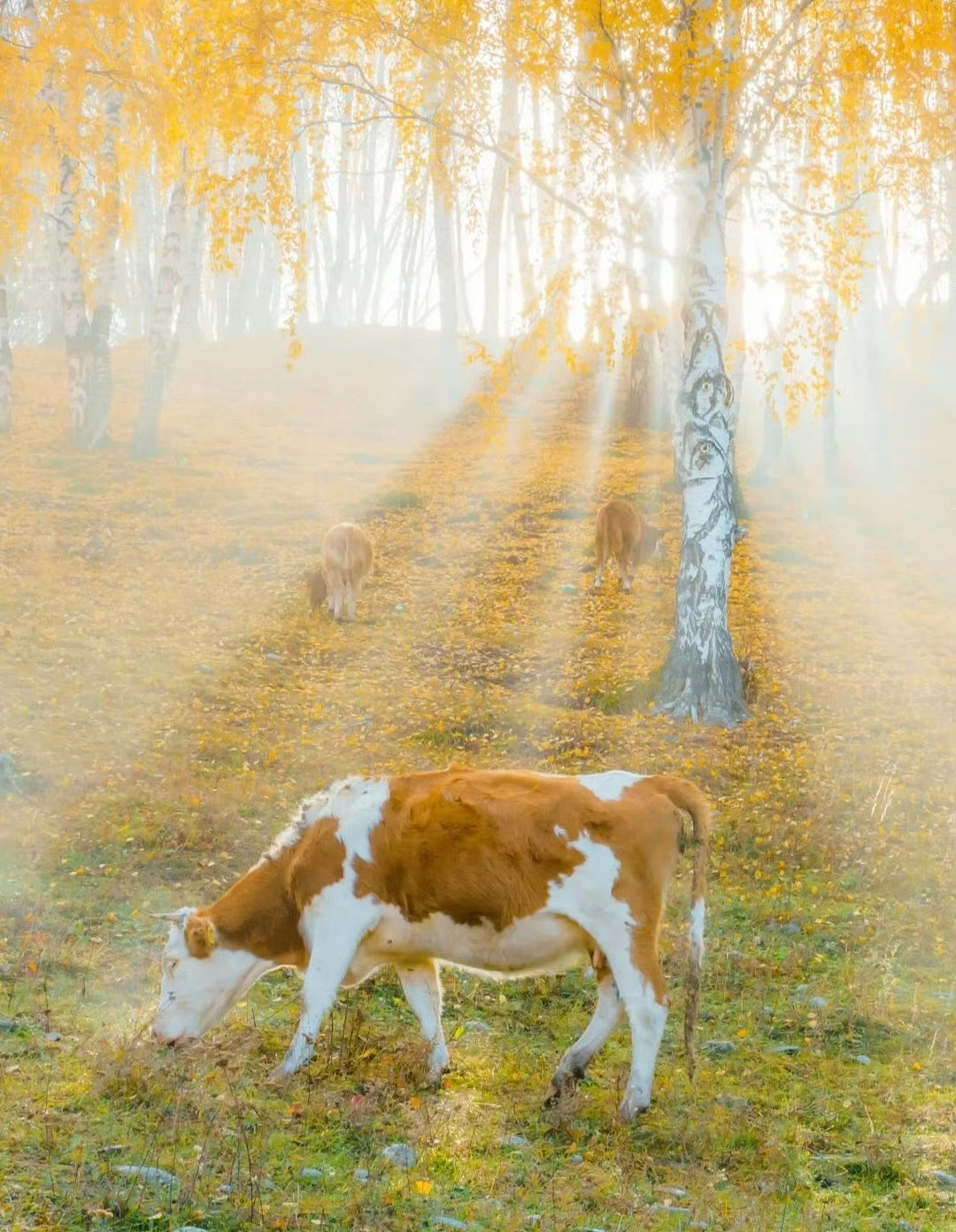 岁月金秋至，烟火伴清欢 ..（图ZMzk2MzU4MTM2） - 风光摄影 - 站酷设计师一小迷糊一原创素材 - 站酷ZCOOL