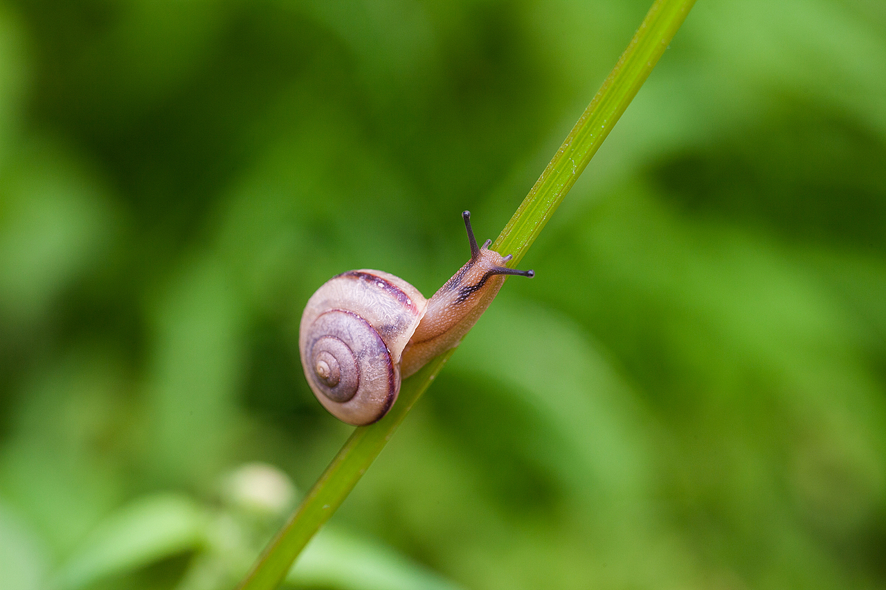 抓蜂捕蝶（图ZMzU3NzUwNjg=） - 风光摄影 - 站酷设计师野蛮驴友原创素材 - 站酷ZCOOL