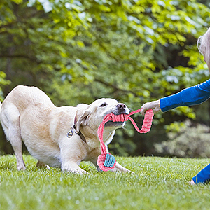 亚马逊宠物玩具主图&A+（图ZMjg5MTAxNzky） - 电商 - 站酷设计师XIAOLIN琳原创素材 - 站酷ZCOOL