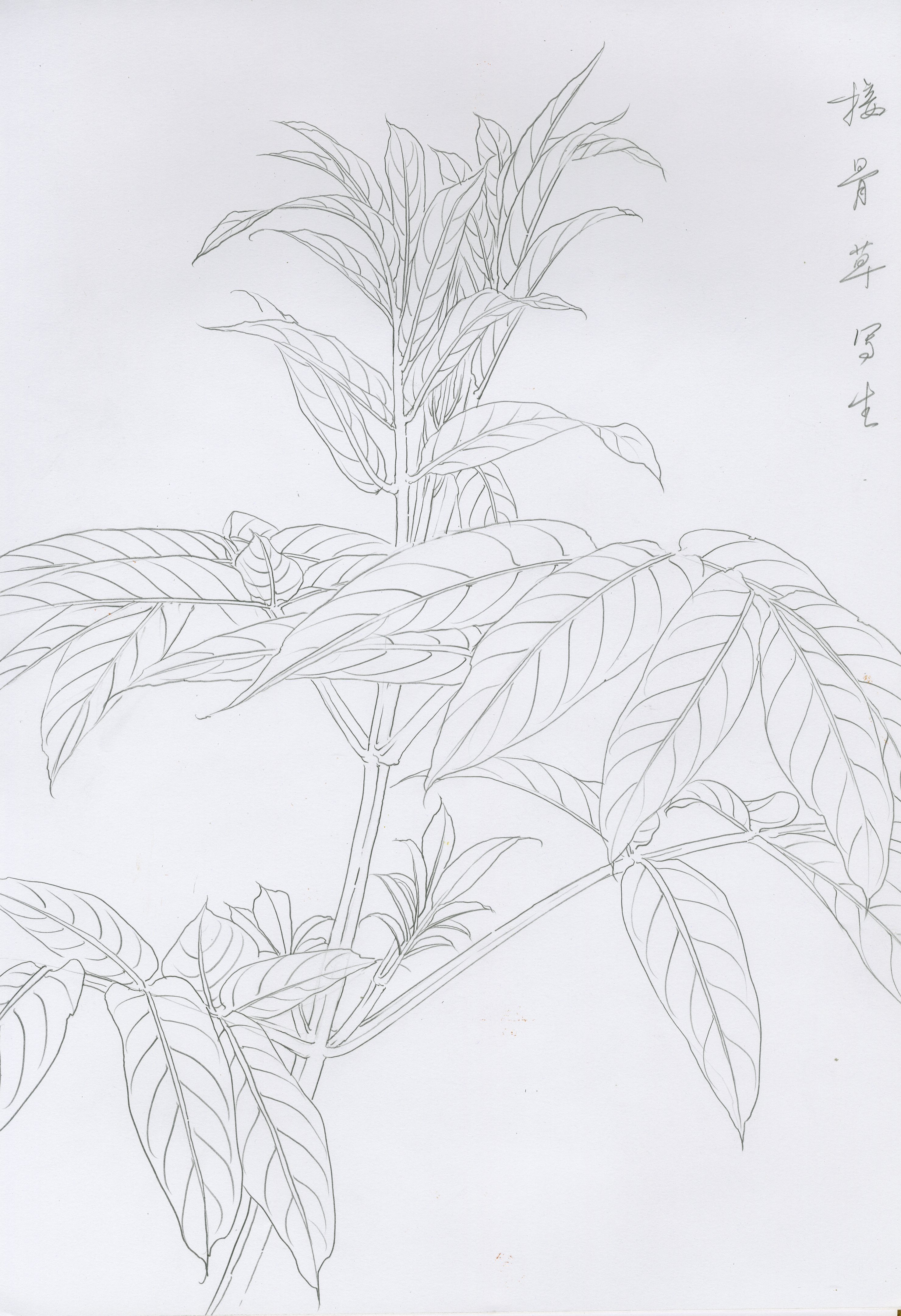 日常习作白描稿