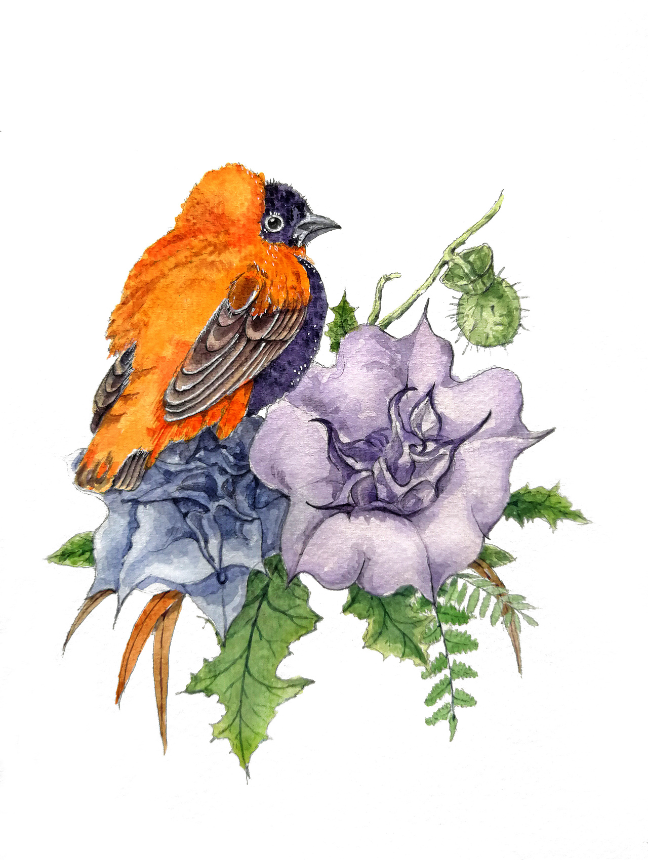 水彩畫(huà)花兒與鳥(niǎo)（圖ZMTk1OTM1NjAw） - 繪畫(huà) - 站酷設(shè)計(jì)師zhanghongzhen原創(chuàng)素材 - 站酷ZCOOL