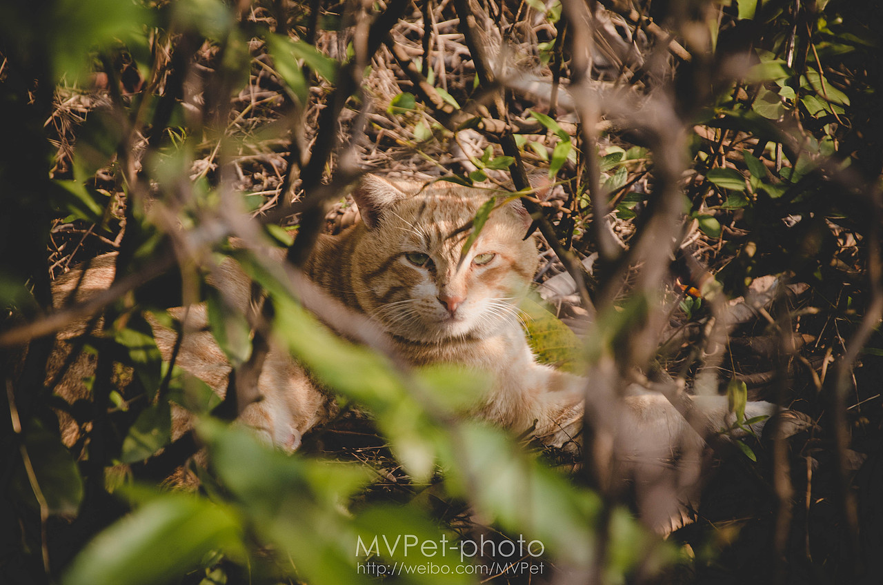 深圳发现“华南虎”--记一只流浪猫--MVPet深圳宠物摄影
