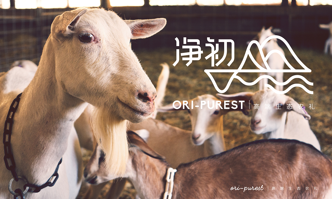 ORI-PUREST品牌设计（图ZMTQwNjE2NTk2） - 品牌 - 站酷设计师调视觉原创素材 - 站酷ZCOOL