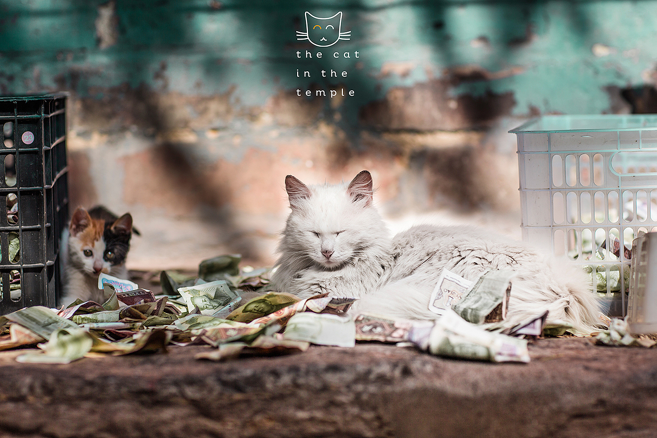 之间摄影/寺院里的猫（图ZMjg1ODI1Njg=） - 宠物摄影 - 站酷设计师之间影像原创素材 - 站酷ZCOOL