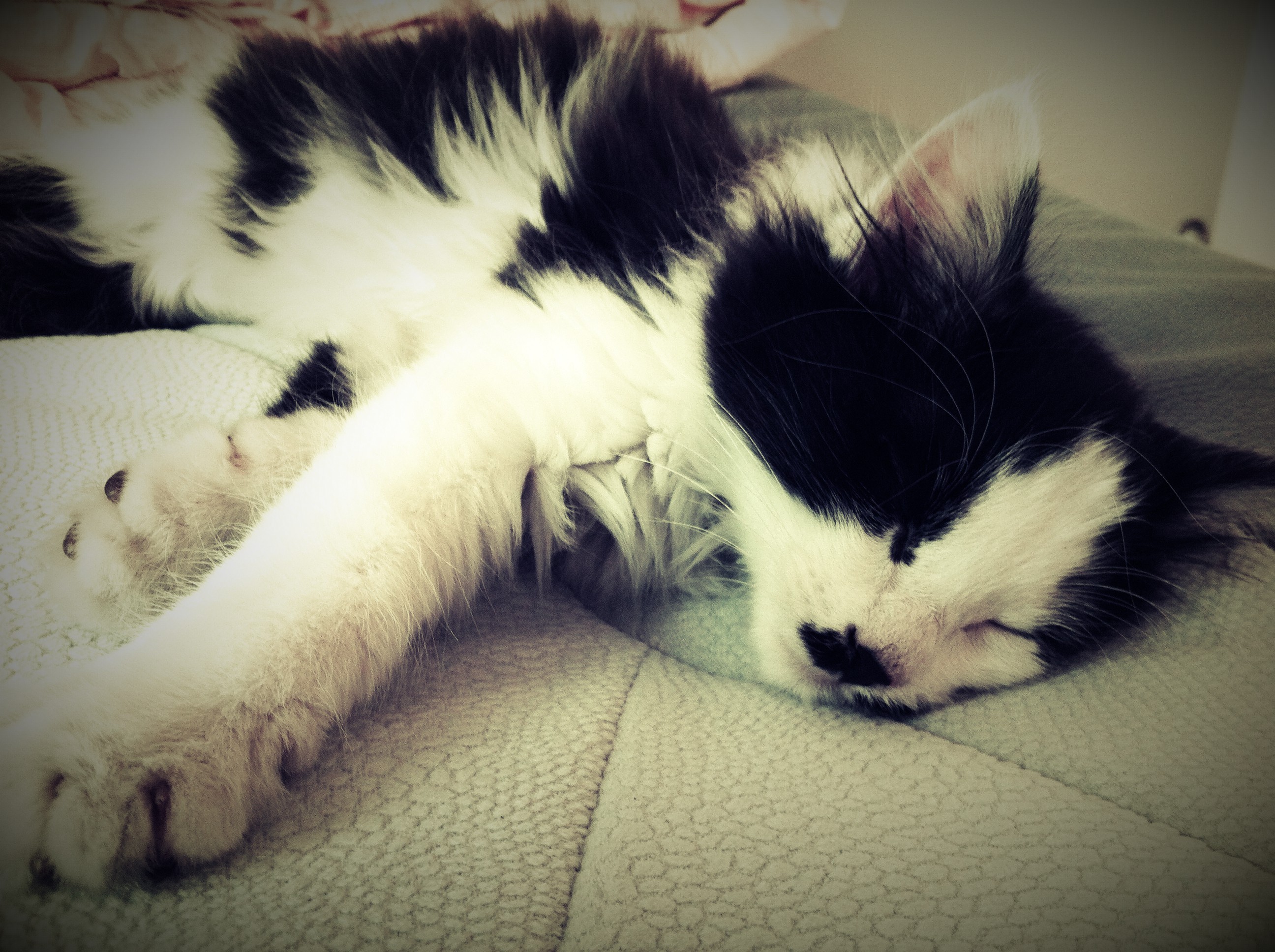 爱睡觉的猫咪妙妙