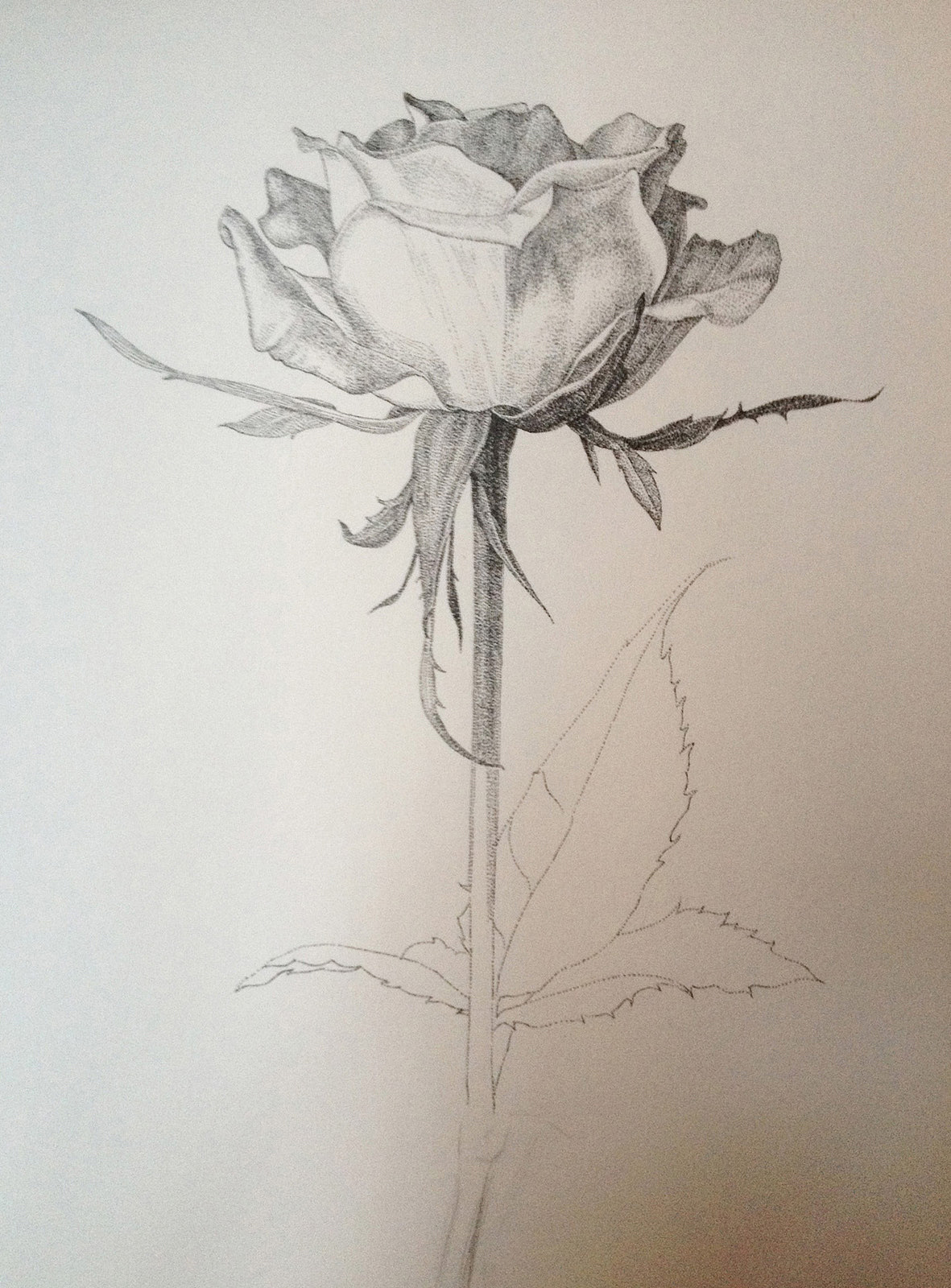 钢笔画-玫瑰