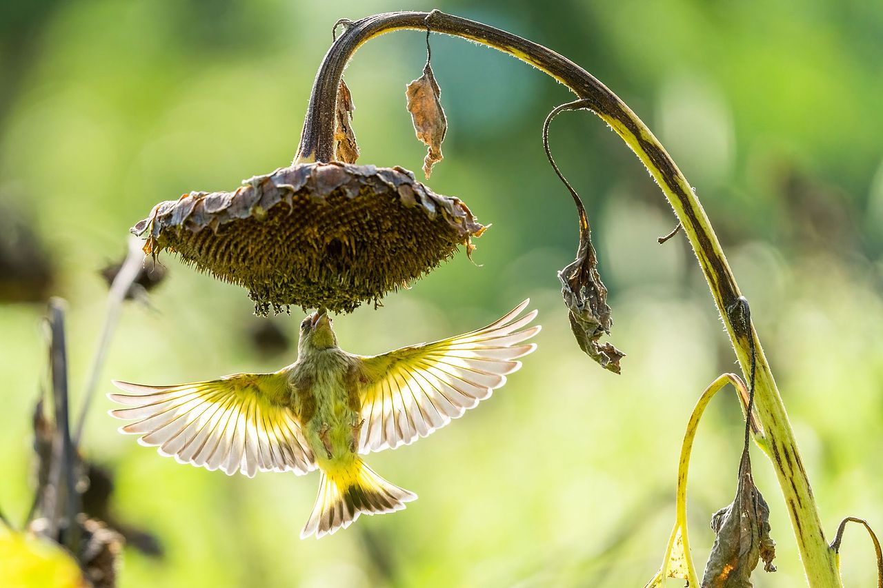 感悟自然·年度观鸟精华