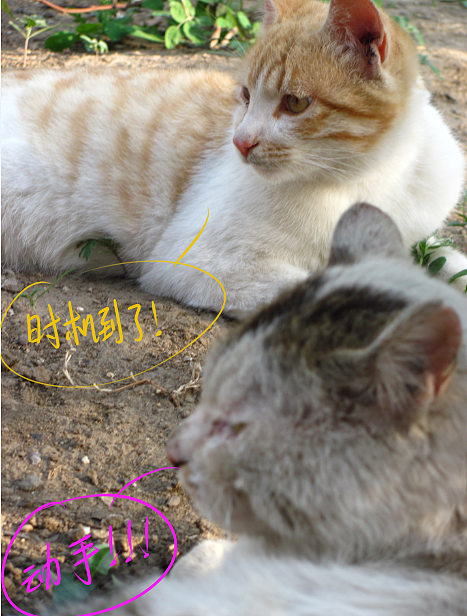 我结交了一群新朋友（图ZMjc2MjE2ODQ=） - 文案/策划 - 站酷设计师画师x如也原创素材 - 站酷ZCOOL