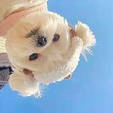 用戶頭像