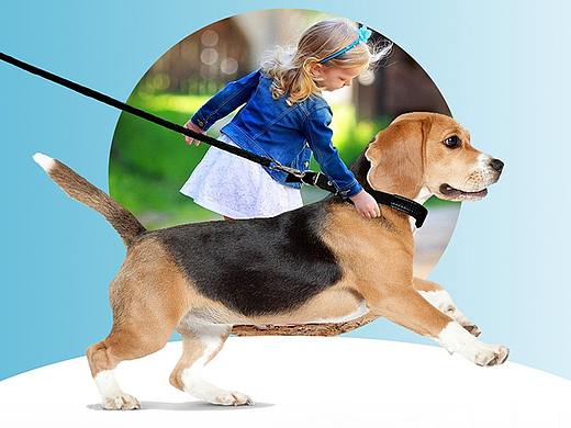 尚辰独立设计师案例 | 狗狗玩具和生活装备套装