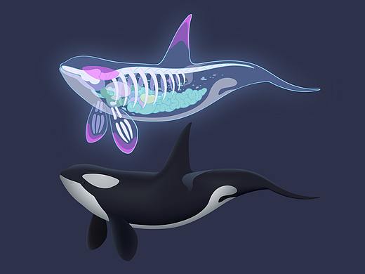 AR海洋馆-虎鲸设定