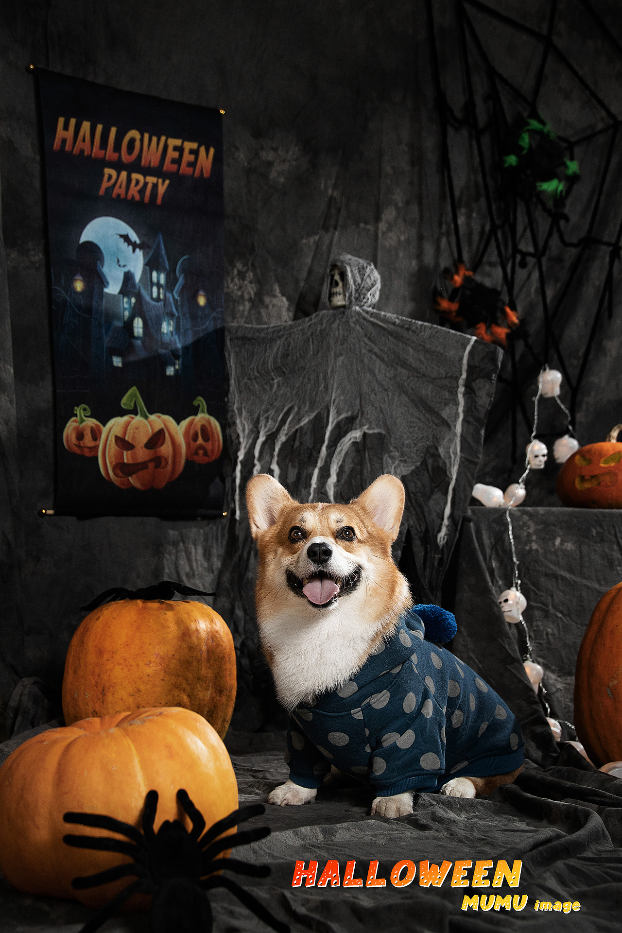 穆牧摄影-宠物摄影(2020总结1)