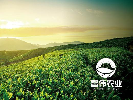 日常设计/农业LOGO