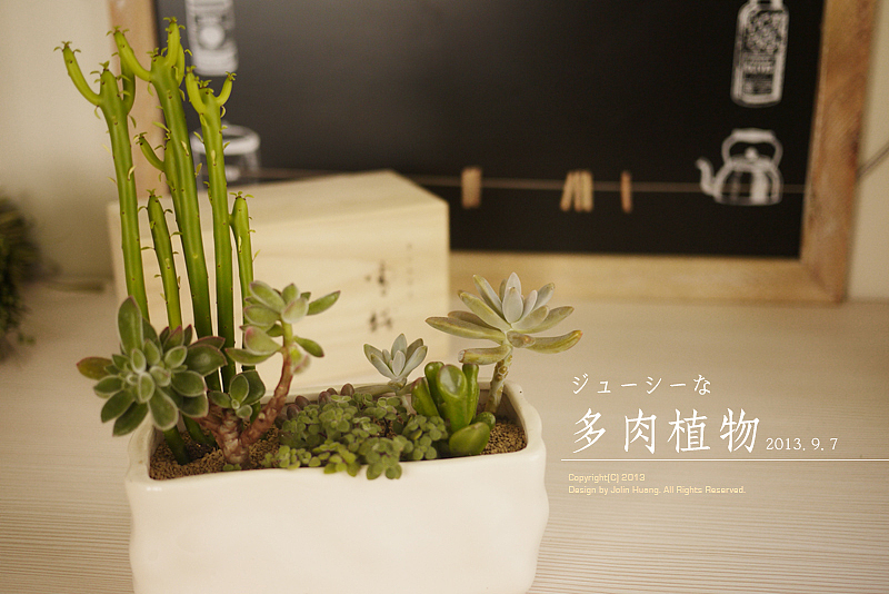 多肉植物组合（图ZMTIwMjY3Mjg=） - 产品摄影 - 站酷设计师jolinivy原创素材 - 站酷ZCOOL