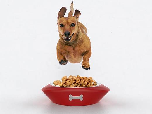 狗粮碗（个人主页-ZNDMxMjY0NTY=） - 其他工业/产品 - 站酷设计师白白鸭原创素材 - 站酷ZCOOL