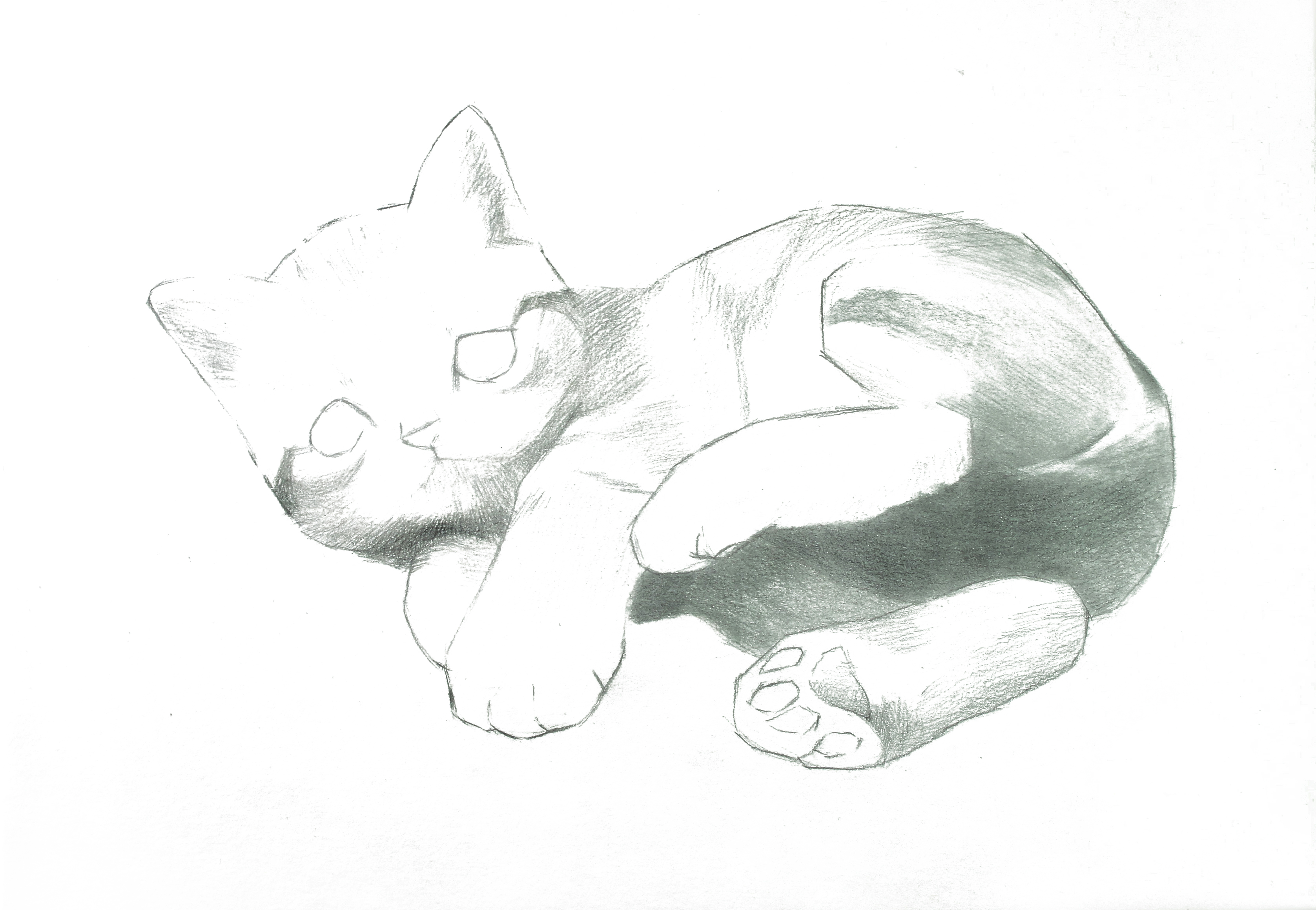 彩色铅笔画步骤教程:美国短毛猫的画法