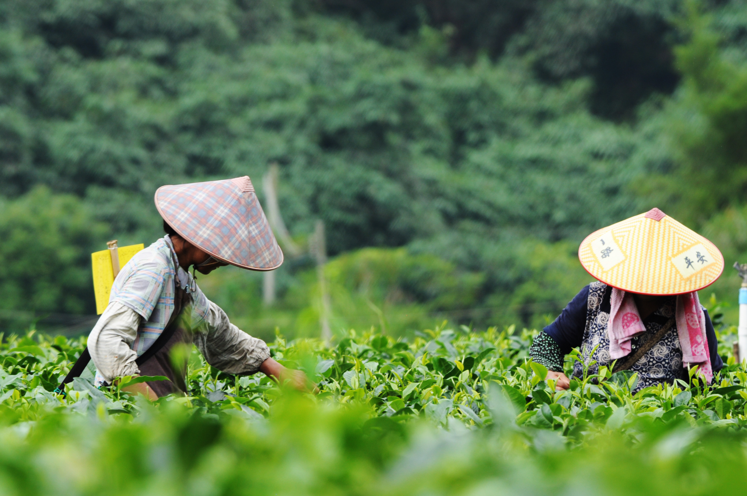 黄山歙县：茶叶产业助力乡村振兴 - 黄山 - 安徽财经网