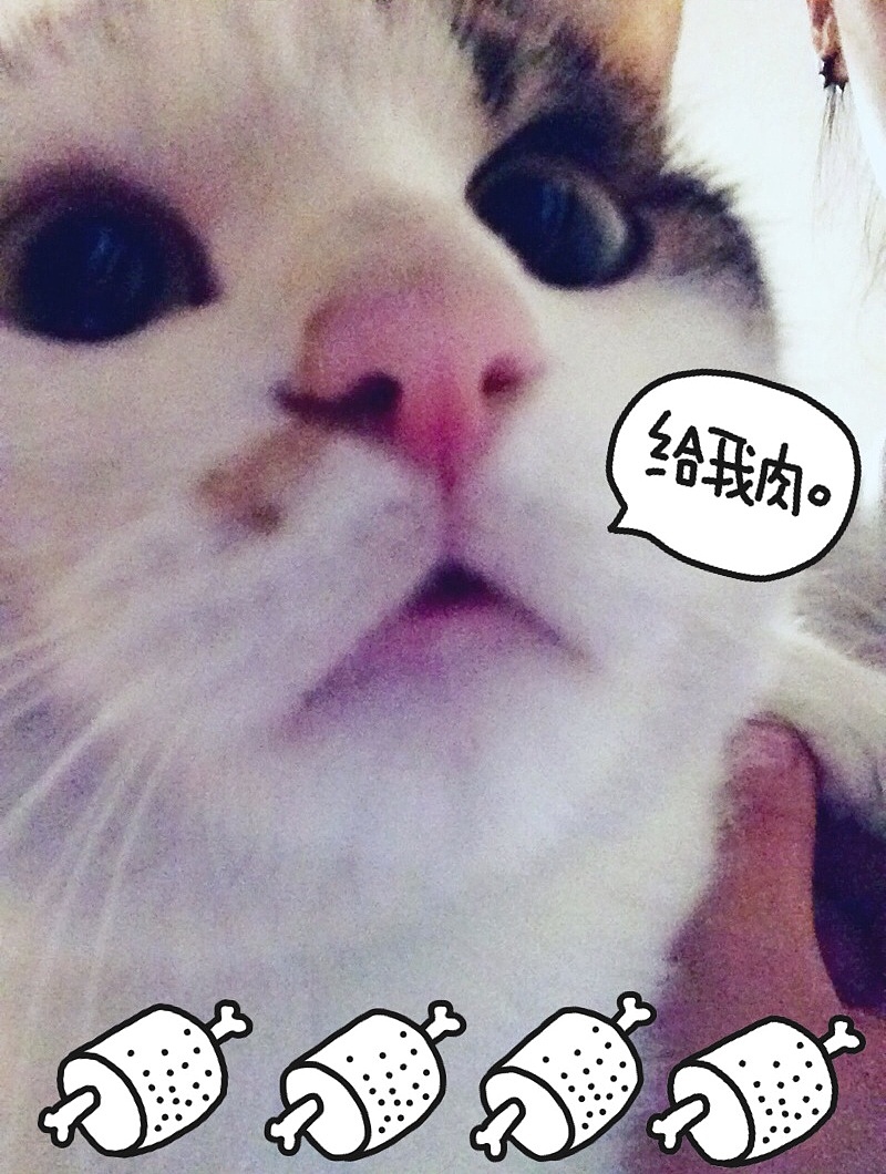 家有蠢猫妹妹（图ZMjU3ODA5NjQ=） - 宠物摄影 - 站酷设计师豚豚neko原创素材 - 站酷ZCOOL