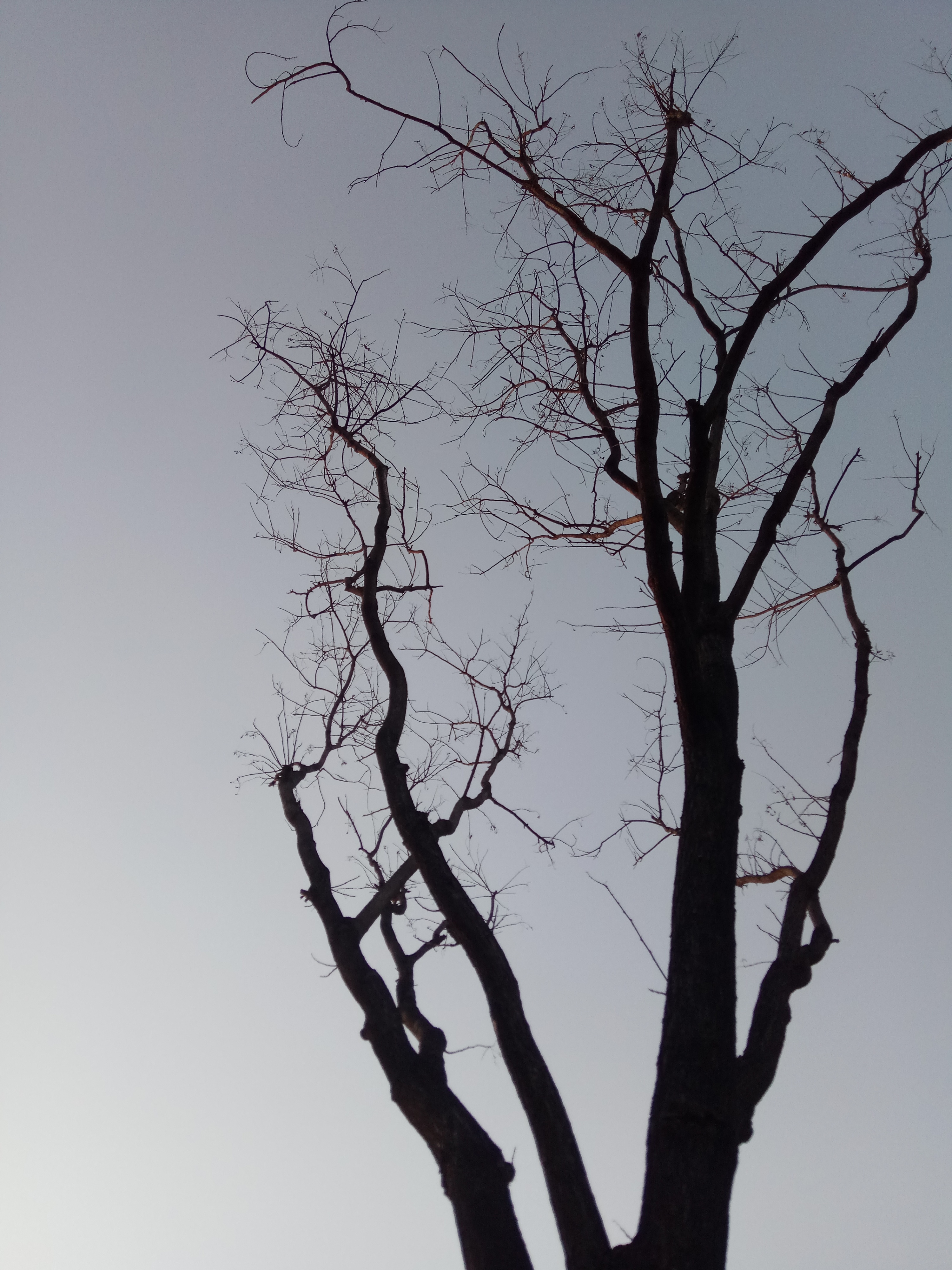 树|摄影|风光摄影|火星共和国总统 - 原创作品 - 站酷 (zcool)