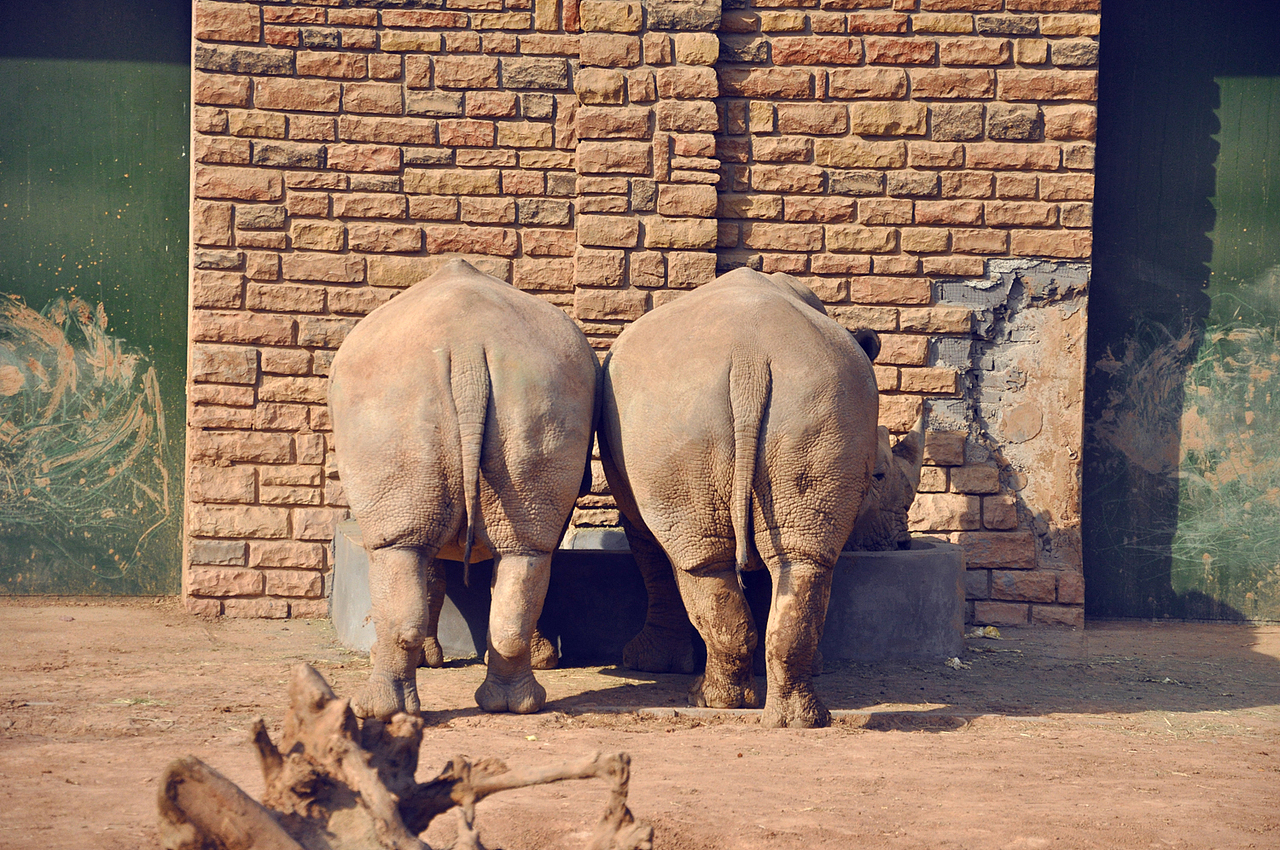 第八站, 犀牛园 脸..我要脸,不要屁股T T