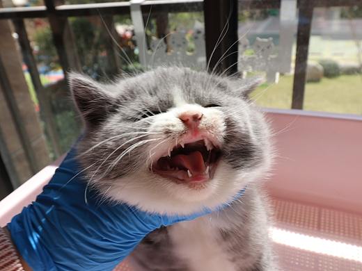 133-英短-蓝白-公-白手套-正八-小点鼻-49-830g