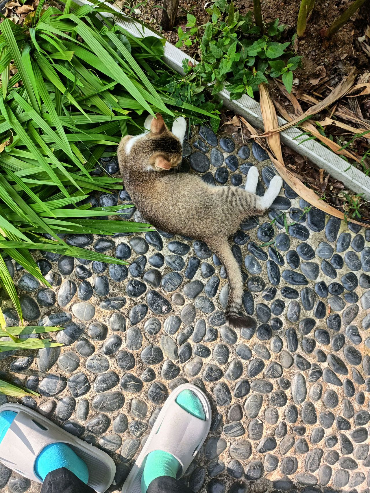 纪念一下我去工作室面试画师然后路上偶遇一只猫的故事