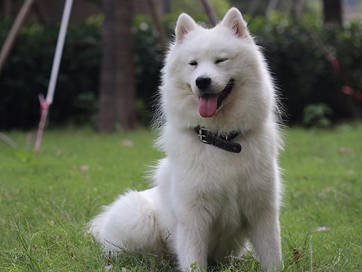 宠物摄影（个人主页-ZNTYwNTUzNjg=） - 宠物摄影 - 站酷设计师一个P子原创素材 - 站酷ZCOOL