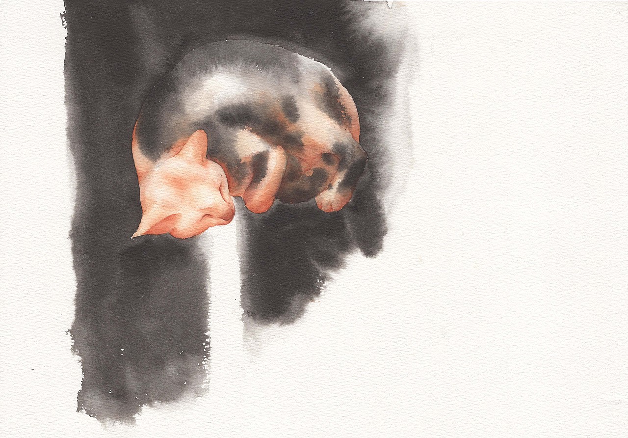 睡貓（圖ZMTUxNjEyNjg4） - 藝術(shù)插畫 - 站酷設(shè)計師白比原創(chuàng)素材 - 站酷ZCOOL