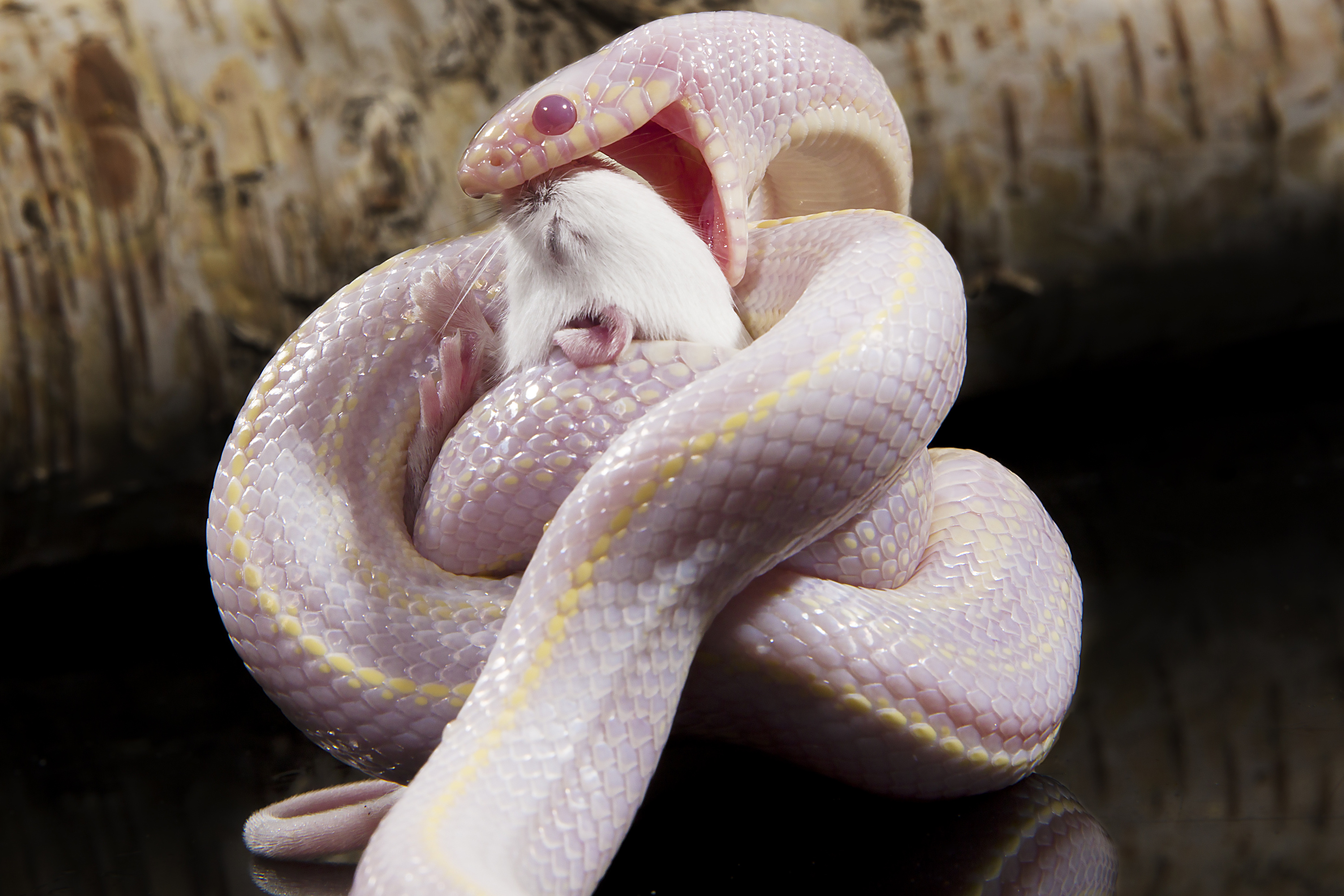 加蓬蝰蛇：拥有世上最长的毒牙，性格却极为温柔，成为人类的宠儿_猎物