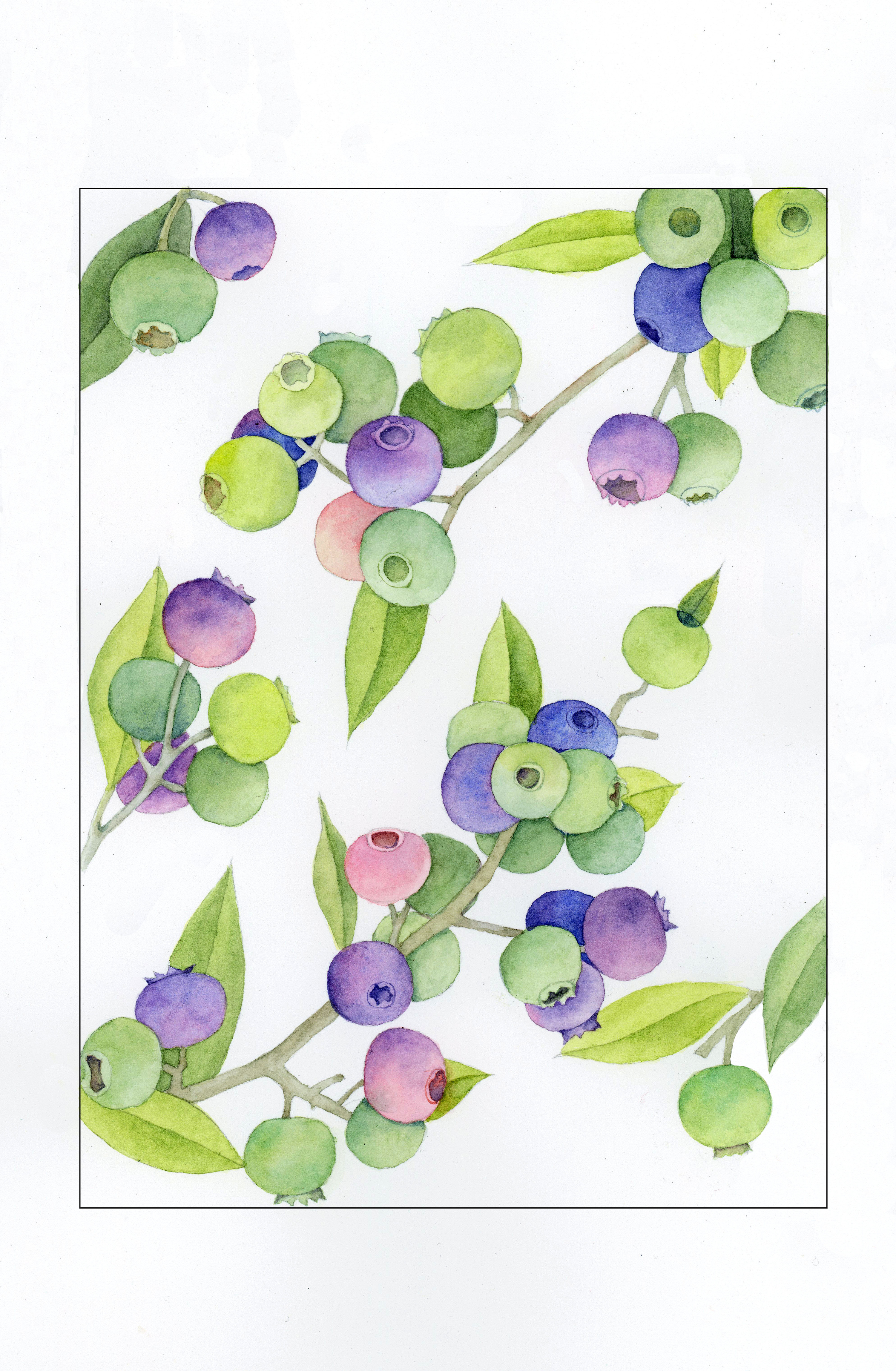 蓝莓|插画|商业插画|小小洳 - 原创作品 - 站酷 (zcool)