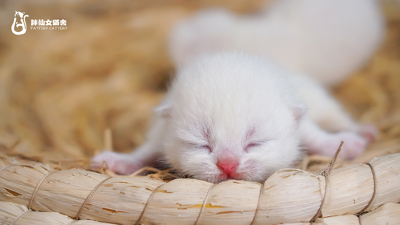 可可爱爱的小奶猫 *【panda西原创作品9】