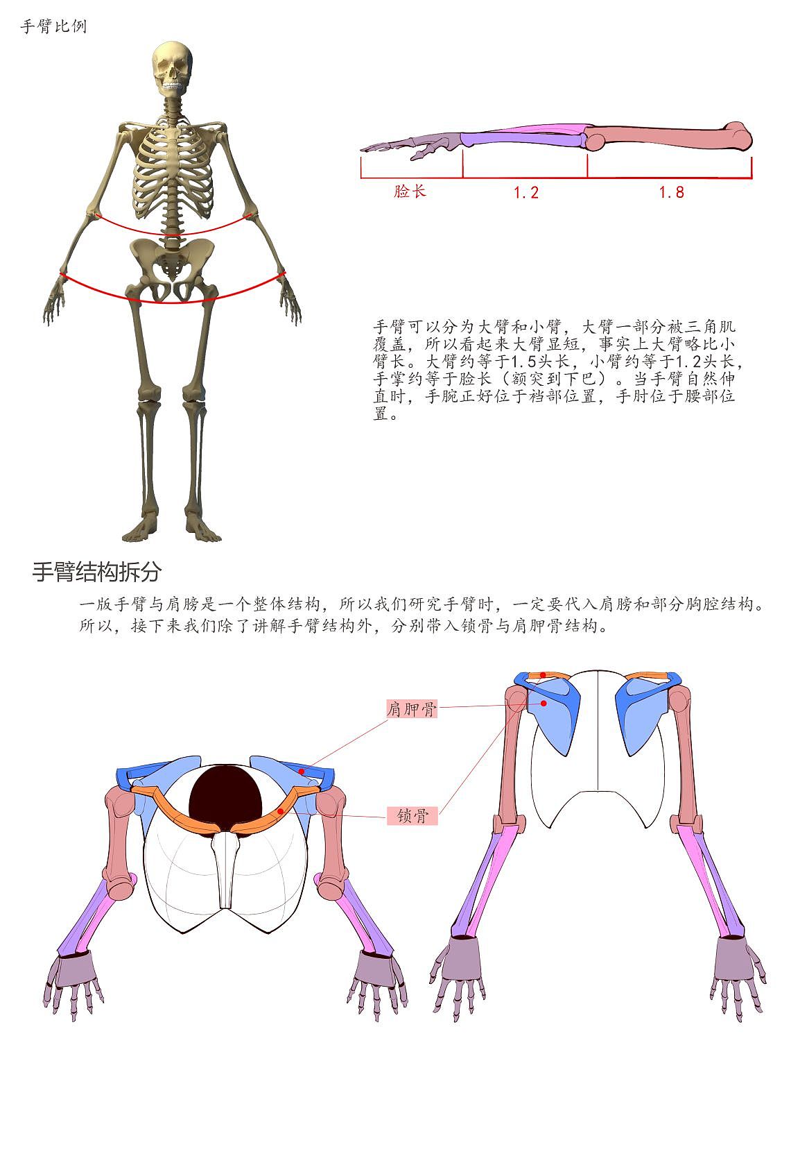 保姆级别手臂绘画教程~