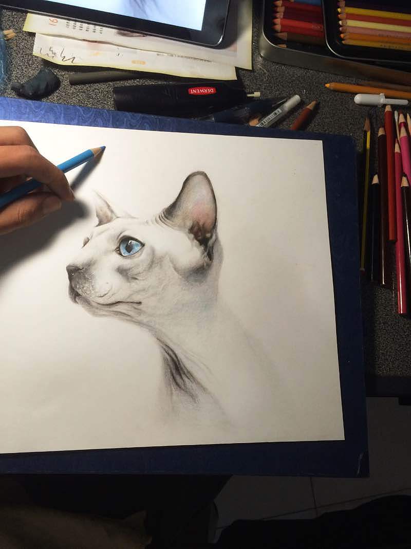 彩铅手绘  加拿大无毛猫
